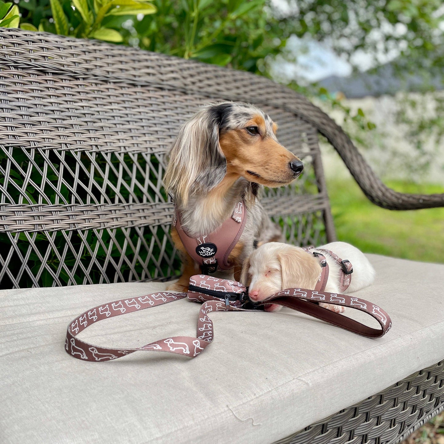 Leash - Camel Doxies